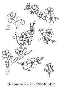 Free hand Sakura flower vector set, Beautiful line art Peach blossom isolate on white background
