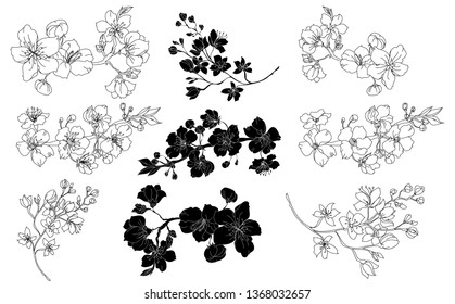 Free hand Sakura flower vector set, Beautiful line art Peach blossom isolate on white background