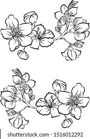 Free hand Sakura flower vector set, Beautiful line art Peach blossom isolate on white background