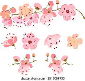 Free hand Sakura flower vector set, Beautiful line art Peach blossom isolate on white background.Branch of cherry blossom for painting on wallpaper or tattoo idea on background.print for book cover.