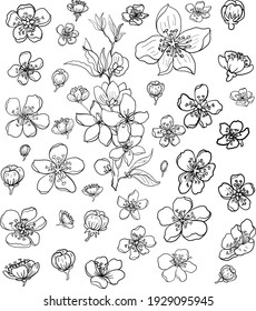 Free hand Sakura flower vector set, Beautiful line art Peach blossom isolate on white background.Cherry blossom illustration for doodle art on background.