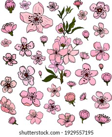 Free hand Sakura flower vector set, Beautiful line art Peach blossom isolate on white background.Cherry blossom illustration for doodle art on background.Clipart.