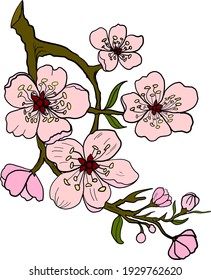 Free hand Sakura flower vector set, Beautiful line art Peach blossom isolate on white background.Cherry blossom illustration for doodle art on background.