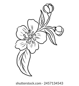 Free hand Sakura flower vector set, Beautiful line art Peach blossom isolate on white background.Cherry blossom illustration set.Element for weding card or printing on backdrop. 