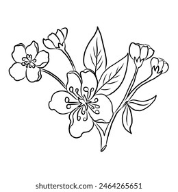 Free hand Sakura flower vector set, Beautiful line art Peach blossom isolate on white background.Cherry blossom illustration set.Element for weding card or printing on backdrop. 