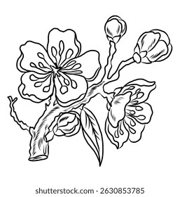 Free hand Sakura flower vector set, Beautiful line art Peach blossom isolate on white background.Cherry blossom illustration set.Element for weding card or printing on backdrop.