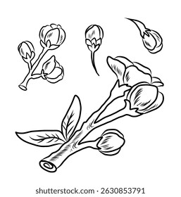 Free hand Sakura flower vector set, Beautiful line art Peach blossom isolate on white background.Cherry blossom illustration set.Element for weding card or printing on backdrop.