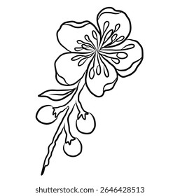 Free hand Sakura flower vector set, Beautiful line art Peach blossom isolate on white background.Cherry blossom illustration set.Element for weding card or printing on backdrop. 
