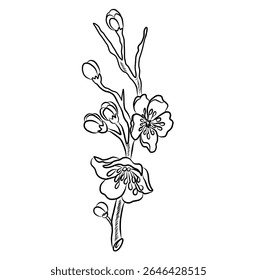 Free hand Sakura flower vector set, Beautiful line art Peach blossom isolate on white background.Cherry blossom illustration set.Element for weding card or printing on backdrop. 