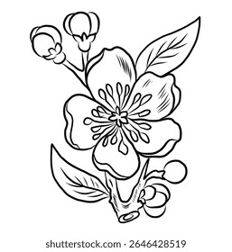 Free hand Sakura flower vector set, Beautiful line art Peach blossom isolate on white background.Cherry blossom illustration set.Element for weding card or printing on backdrop. 