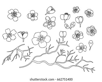 Free hand Sakura flower vector set, Japanese flower Design for tattoo