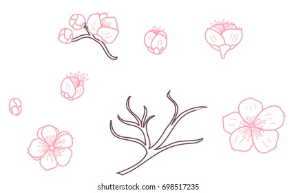 Free Hand Sakura Flower Vector Set, Beautiful Line Art Peach Blossom Isolate On White Background