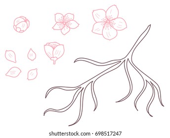 Free hand Sakura flower vector set, Beautiful line art Peach blossom isolate on white background