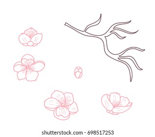 Free hand Sakura flower vector set, Beautiful line art Peach blossom isolate on white background