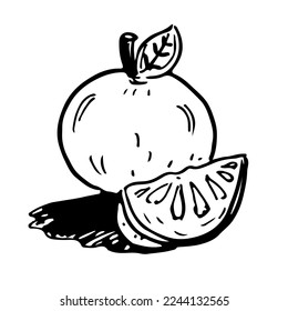 Free hand sketch full orange or lime and piece of orange in black  and white line art  vector