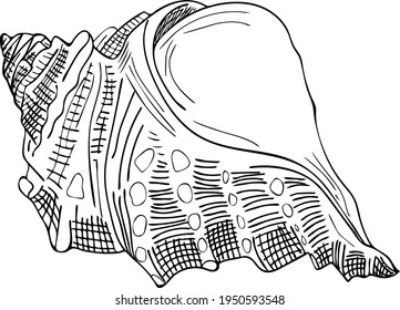 Free hand vector sea shell pattern isolated. Line art gastropod conch shell. 