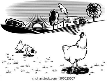 free hens in a meadow at dawn.