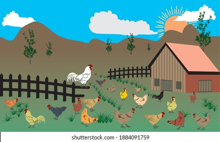 Free range chicken farm. Morning sunrise, A rooster and chickens graze on the green grass. For farms that produce organic eggs. Natural egg production farm, Chickens of various colors