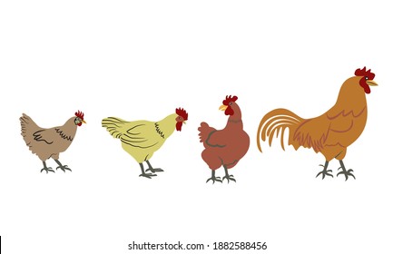 Free range organic chickens set. A rooster and chickens on white background. For farms that produce organic eggs. Natural egg production farm chickens