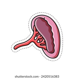 Free vector, doodle illustration of a healthy human kidney sticker