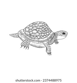 Free vector hand drawn turtle sketch Vector illustration design