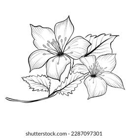 Arte de línea vectorial libre arte de flor de dibujo a mano diseño plano blanco y negro flor simple