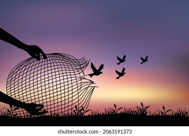 Freedom Concept, Birds Flying From An Open Bird Net Trap, The Bird Released From The Net, Bird Set Free.