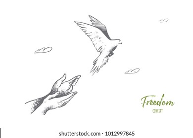  Freiheitskonzept. Handgezeichnete Taube, die aus zwei Händen fliegt. Freiheit des Lebens, freier Vogel genießt die Natur einzelne Vektorgrafik.