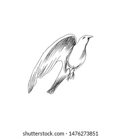 Freedom concept. Hand drawn pigeon flying out of two hands. Freedom of life, free bird enjoying nature isolated vector illustration