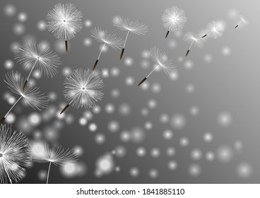 Freedom Flower, Blooming Blossom. Nature background with dandelion blowing seeds. Floral wallpaper with summer or spring flower and flying fluff. Vector illustration
