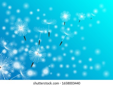 Freedom flower , Trendy nature background blue with dandelion blowing seeds . Floral wallpaper with summer or spring flower and flying fluff . Blooming Blossom . Vector illustration