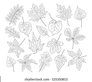 Freehand drawing autumn leaves items. Vector illustration. Set