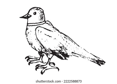Freehand drawing of a bird in ink in doodle style, vector.
