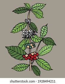 5,992 Coffee plant doodle Images, Stock Photos &amp; Vectors | Shutterstock