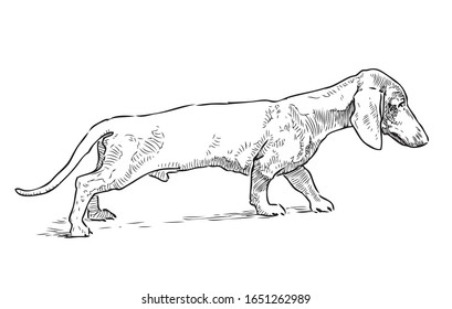 Freehand drawing of dachshund on a walk