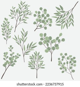 Freehand drawing of Eucalyptus branch collection. Vector illustration.