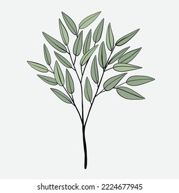 Freehand drawing of Eucalyptus branch. Vector illustration.