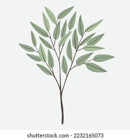 Dibujo a mano libre de la rama de Eucalyptus. Ilustración vectorial.