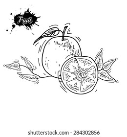 Freehand drawing fruit. Vector illustration. Fruits. Vector fruits at engraving style. Hand drawn illustrations of fruits. Fruit in sketch style. Vector orange