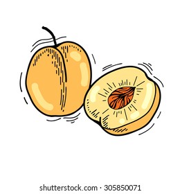 Freehand drawing fruit. Vector illustration. Fruits. Vector fruits at engraving style. Hand drawn illustrations of fruits. Fruit in sketch style