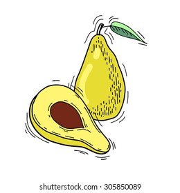 Freehand drawing fruit. Vector illustration. Fruits. Vector fruits at engraving style. Hand drawn illustrations of fruits. Fruit in sketch style. Vector Avocado