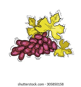 Freehand drawing fruit. Vector illustration. Fruits. Vector fruits at engraving style. Hand drawn illustrations of fruits. Fruit in sketch style. Vector grapes