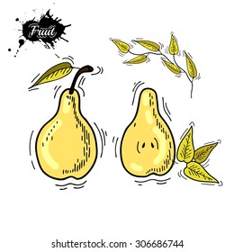 Freehand drawing fruit. Vector illustration. Fruits. Vector fruits at engraving style. Hand drawn illustrations of fruits. Fruit in sketch style. Vector pear