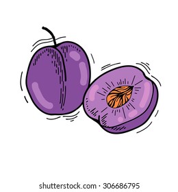 Freehand drawing fruit. Vector illustration of Plum. Vector fruits at engraving style. Hand drawn illustrations of plum. Fruit in sketch style