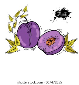 Freehand drawing fruit. Vector illustration. Fruit. Vector fruits at engraving style. Hand drawn illustrations of fruit. Fruit in sketch style