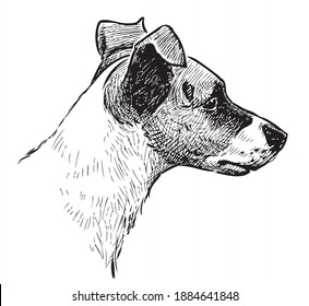 Freehand drawing of a head cute black and white small dog