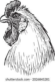 Freehand drawing of head farm white cock
