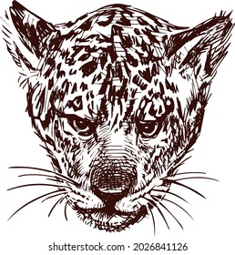 Freehand drawing of head of wild jaguar cub