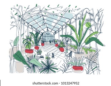 Freehand drawing of interior of botanical garden full of tropical plants with green foliage. Rough sketch of orangery with exotic trees growing in pots and panoramic windows. Vector illustration. 
