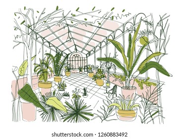 Freehand drawing of interior of tropical botanical garden full of cultivated plants with lush foliage. Sketch of orangery with exotic trees growing in pots and panoramic windows. Vector illustration.